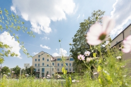 Blumenwiese für Insekten